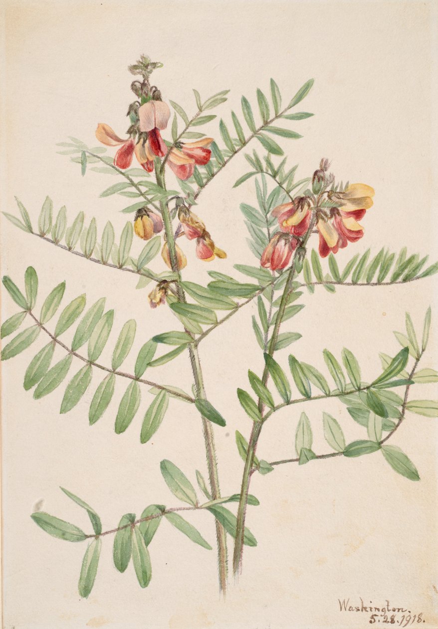 Králičí Cracca virginiana, 1918. od Mary Vaux Walcott