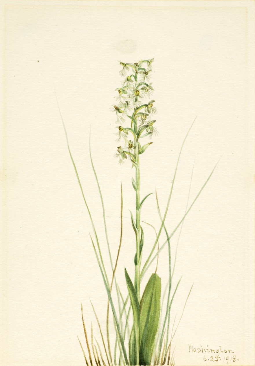 Orsej hadcová (Habenaria lacera) od Mary Vaux Walcott