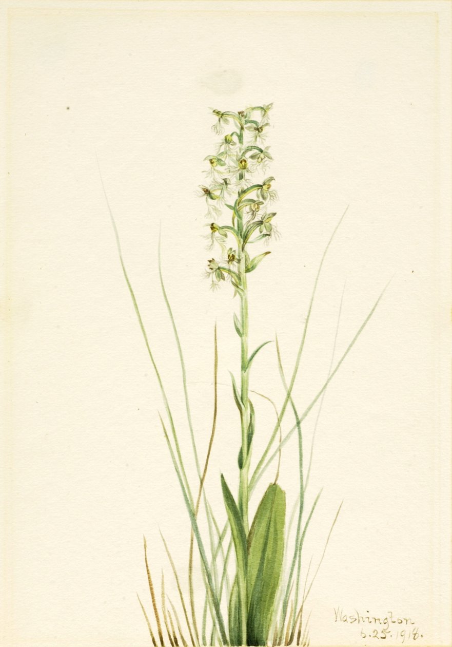 Ragged Fringe Orchid Habenaria lacera, 1918. od Mary Vaux Walcott
