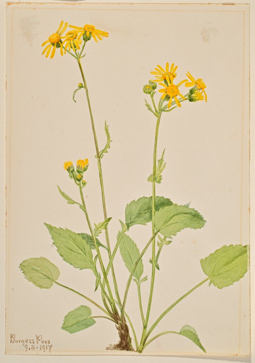 Hadinec obecný (Senecio burkei) od Mary Vaux Walcott