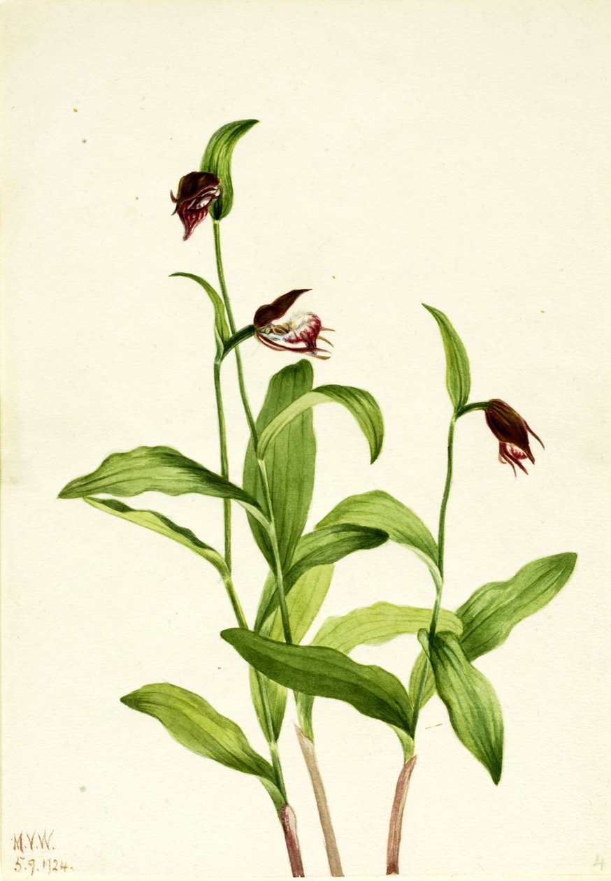 Střevíčník pantoflíček (Cypripedium arietinum) od Mary Vaux Walcott