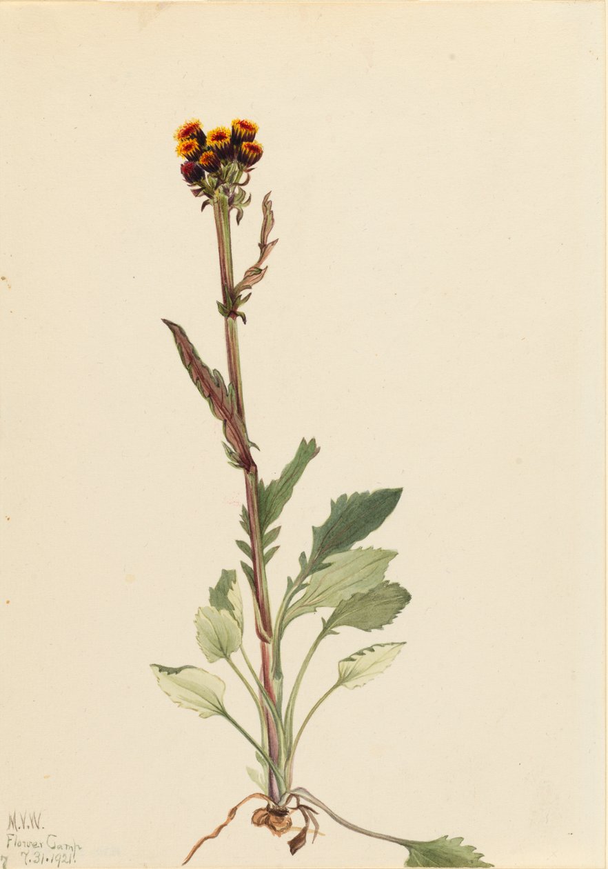 Svízel bezpaprskový Senecio pauciflorus, 1921. od Mary Vaux Walcott