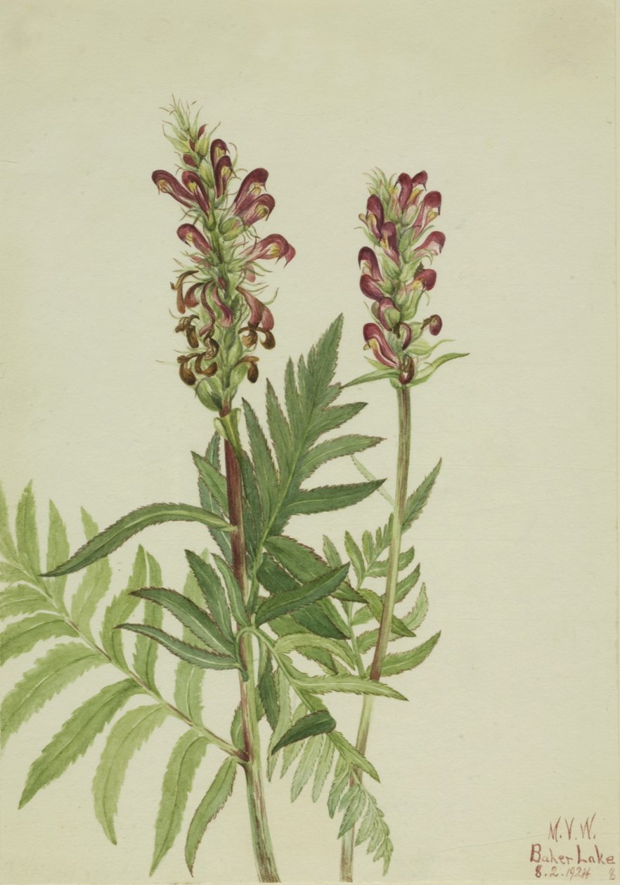 Červená přilba Pedicularis bracteosa, 1924 od Mary Vaux Walcott