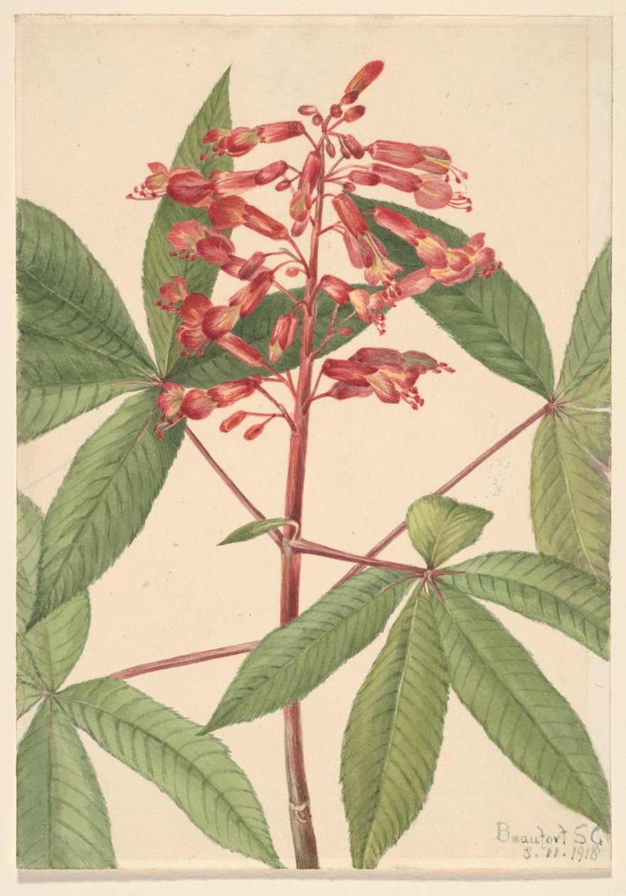 Buckeye červený (Aesculus pavia) od Mary Vaux Walcott