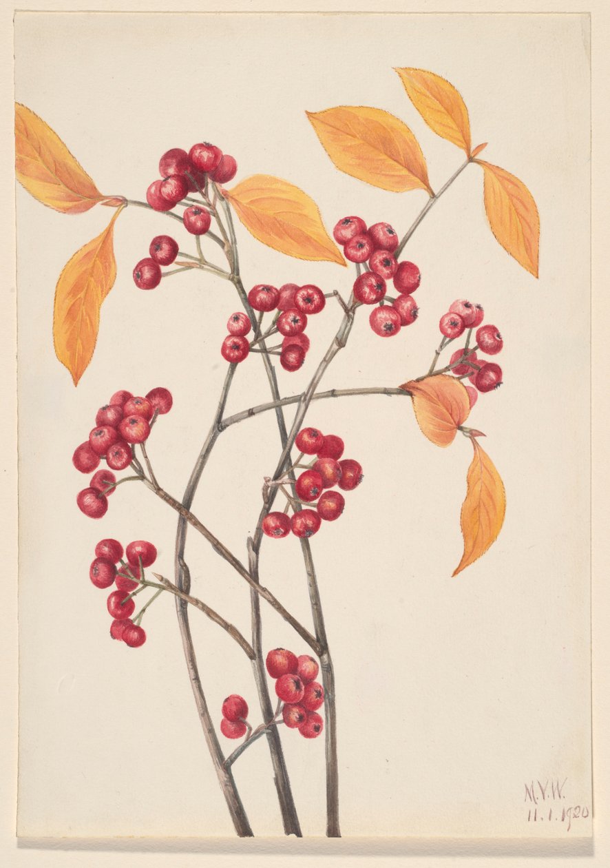 Červená aronie (Aronia arbutifolia) od Mary Vaux Walcott