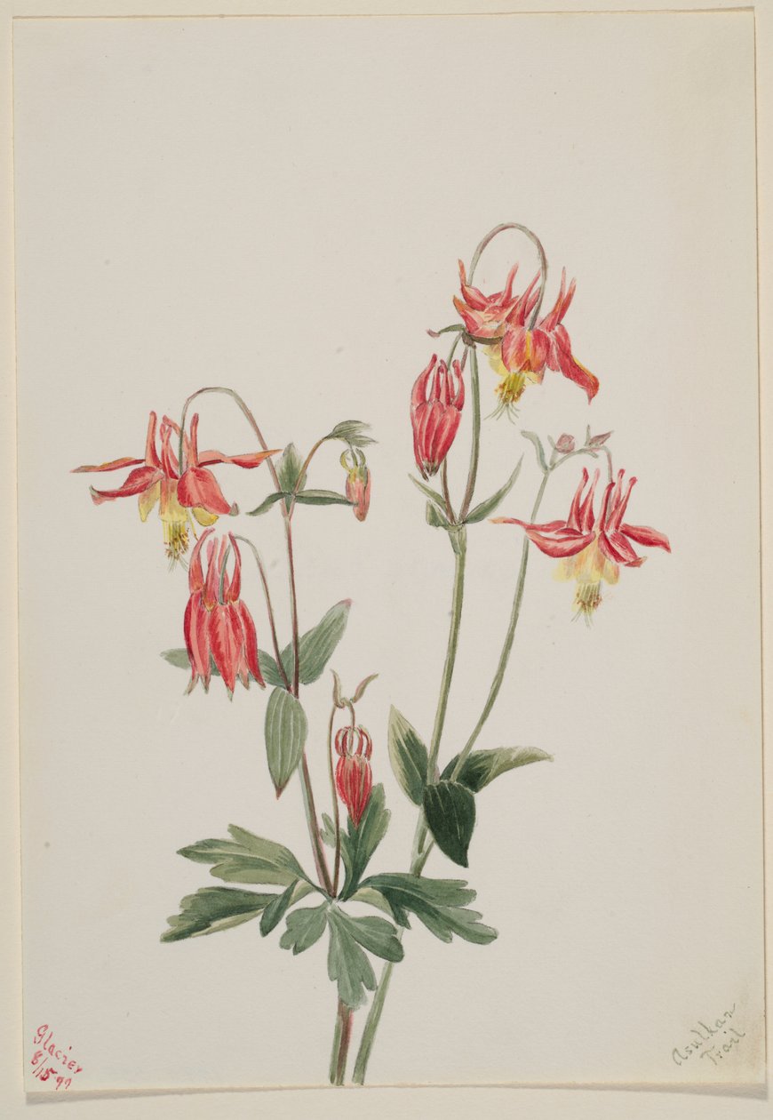 Červená kolombína (Aquilegia formosa) od Mary Vaux Walcott