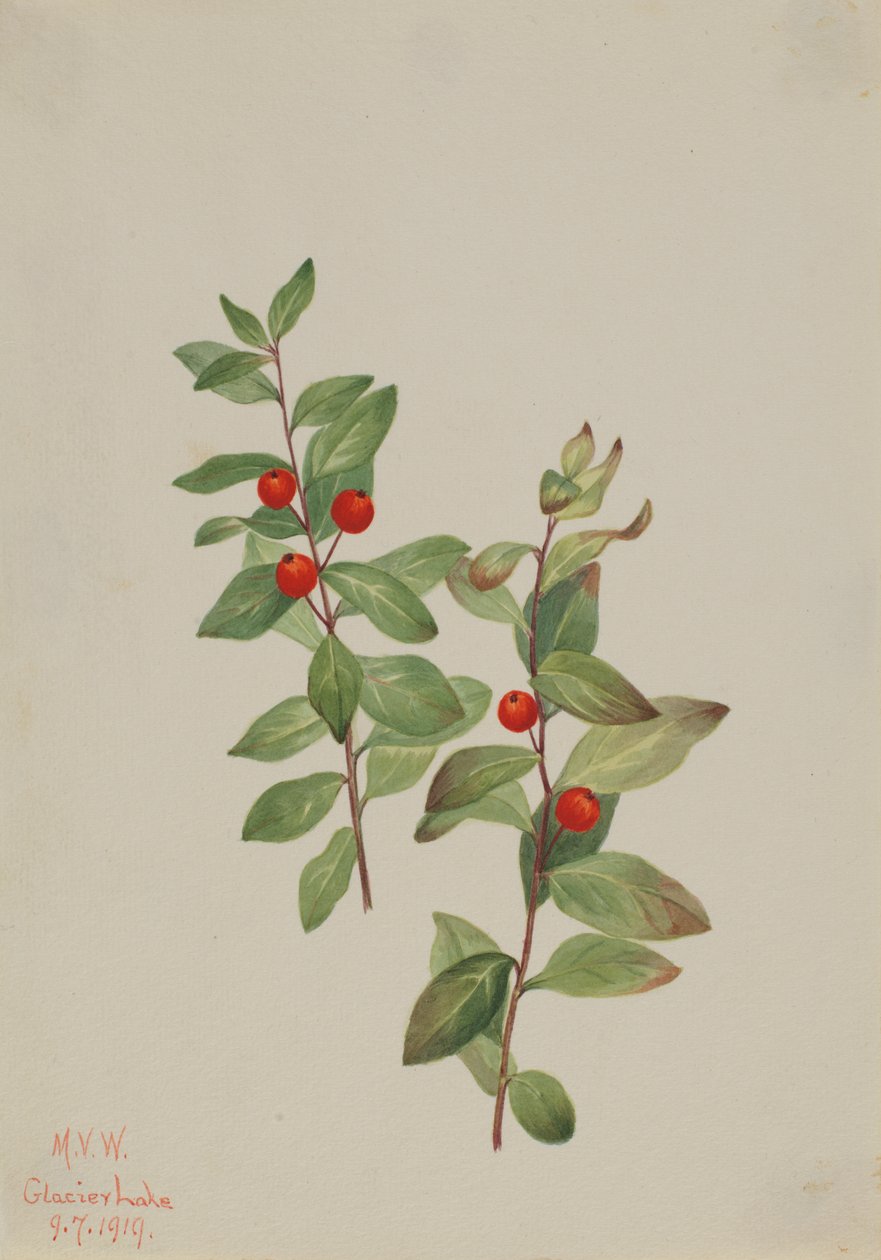 Červená Comandra Comandra livida, 1919. od Mary Vaux Walcott