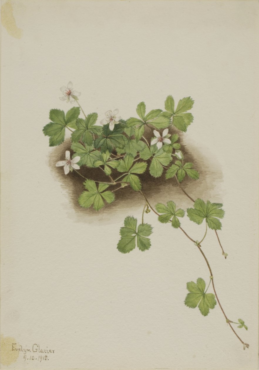 Dewberry Rubus pedatus, 1918. od Mary Vaux Walcott