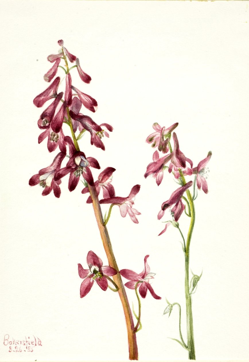 Skřivan červený (Delphinium nudicale) od Mary Vaux Walcott
