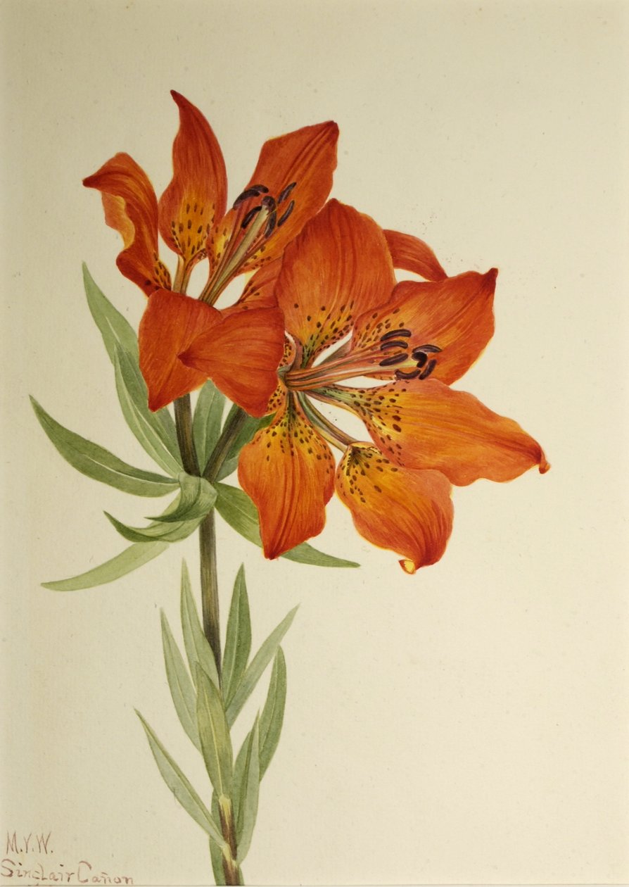 Červená lilie (Lilium montanum) od Mary Vaux Walcott