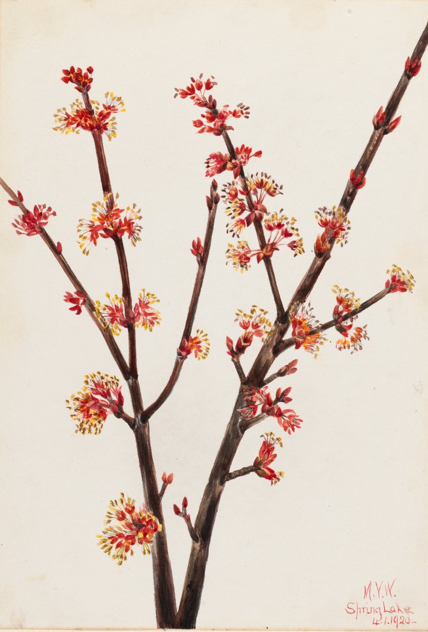 Červený javor Acer rubrum, 1920. od Mary Vaux Walcott
