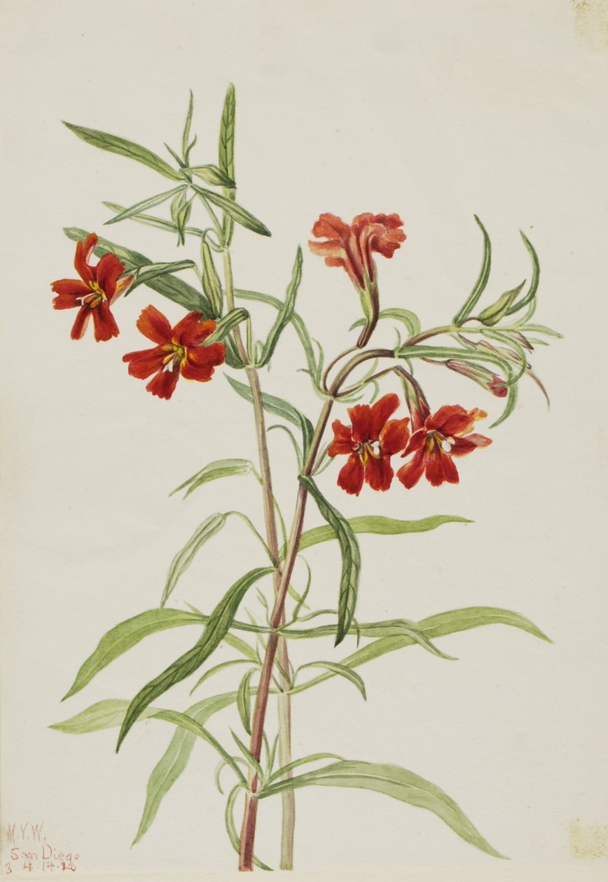 Červená opice (Diplaucus puniceus) od Mary Vaux Walcott
