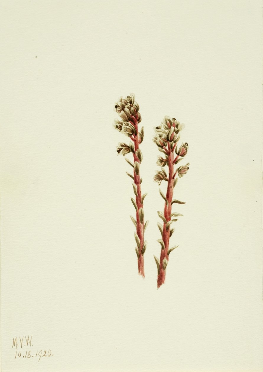 Červená borovice (Hypopitys lanuginosa) od Mary Vaux Walcott