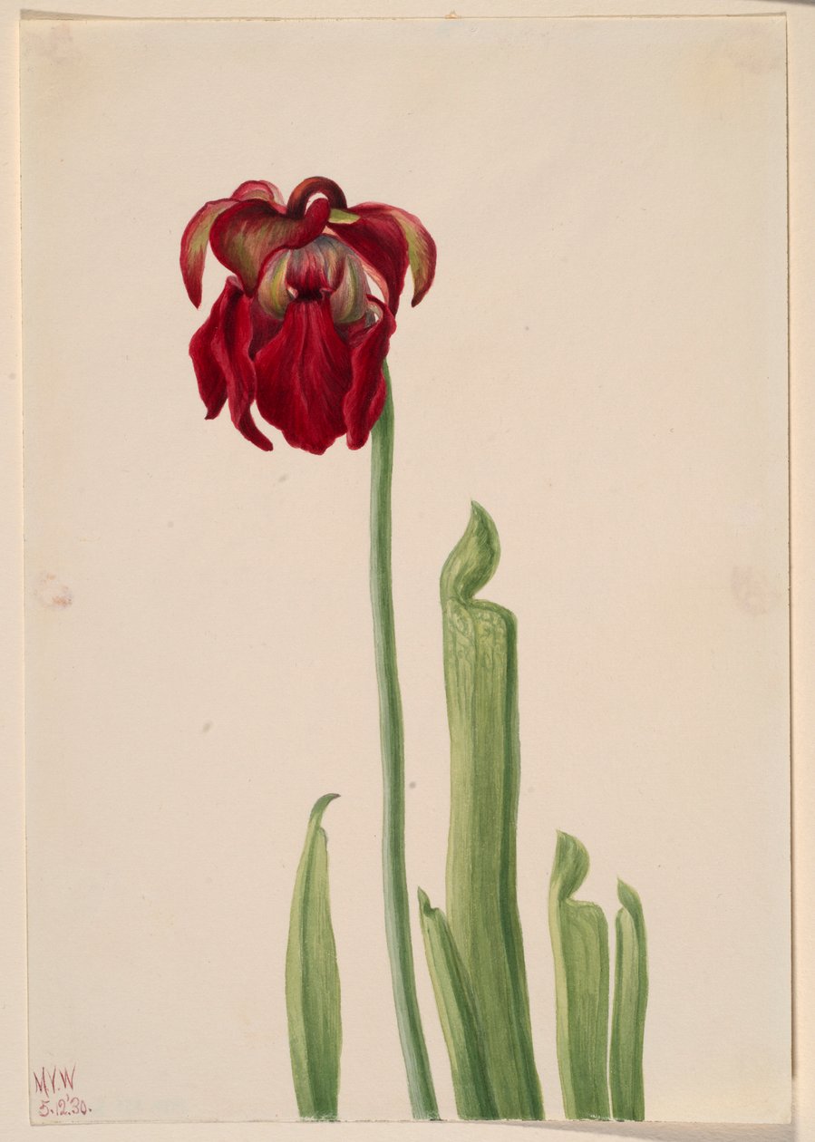 Červená džbánkovitá rostlina (Sarracenia jonesii) od Mary Vaux Walcott