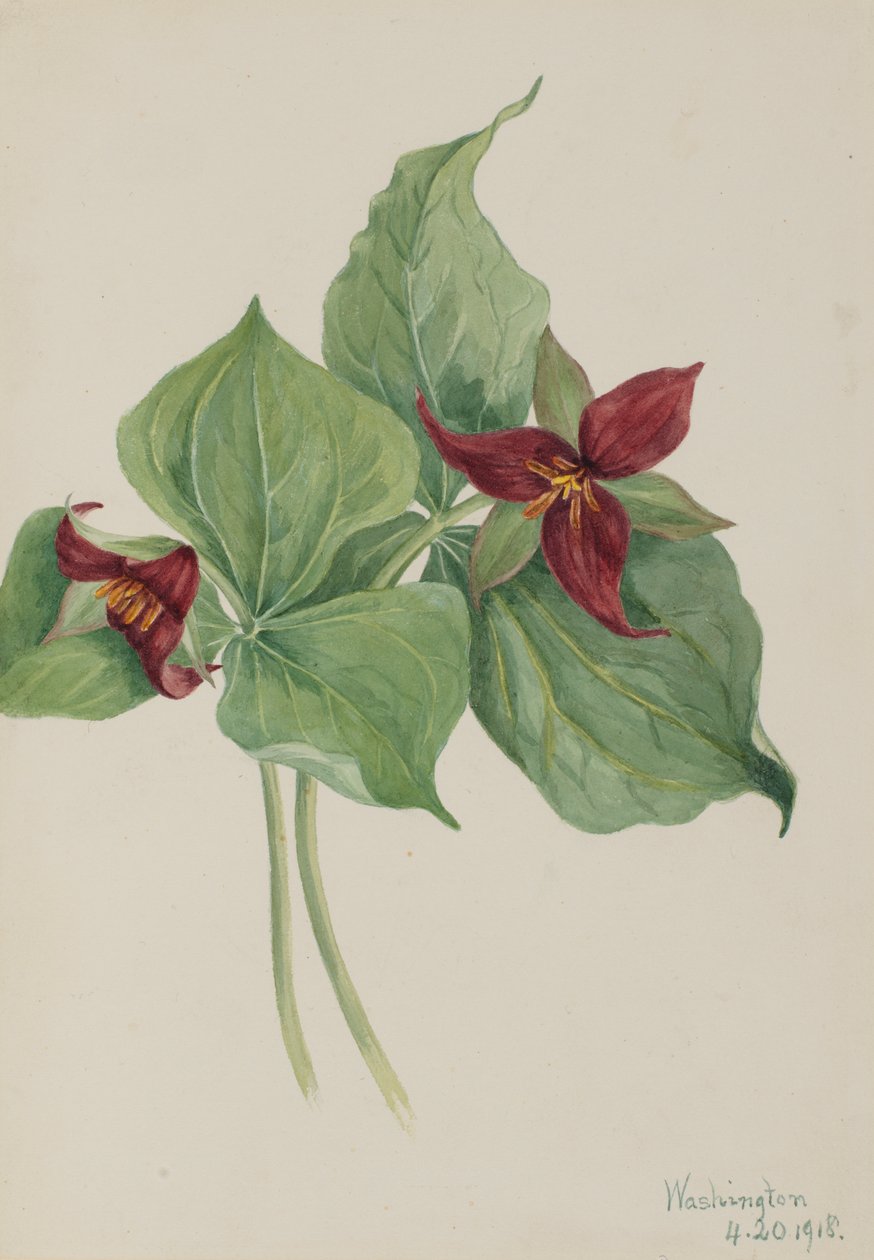 Red Trillium Trillium postaveno v roce 1918 od Mary Vaux Walcott