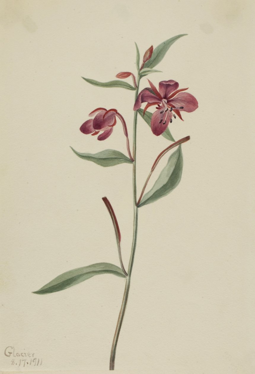 Vrbovka širolistá (Epilobium latifolium) od Mary Vaux Walcott