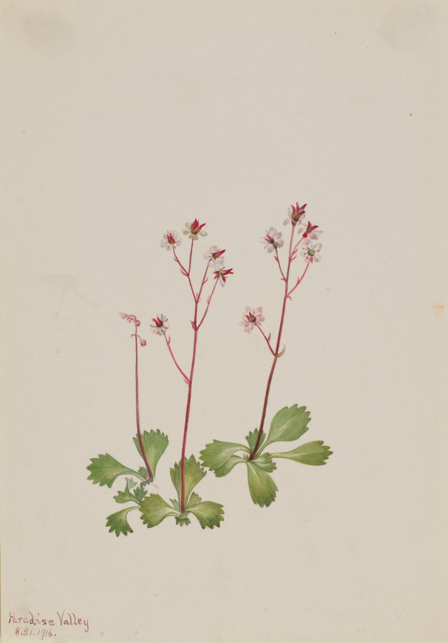 Lomikámen červený (Saxifraga lyallii) od Mary Vaux Walcott