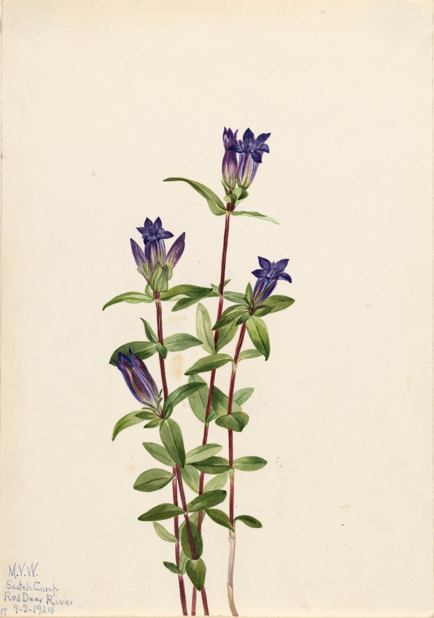 Břeh řeky Gentian Gentiana affinis, 1924 od Mary Vaux Walcott
