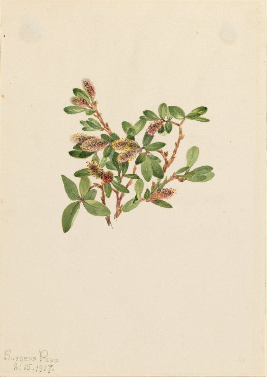 Vrba skalní (Salix petrophila) od Mary Vaux Walcott
