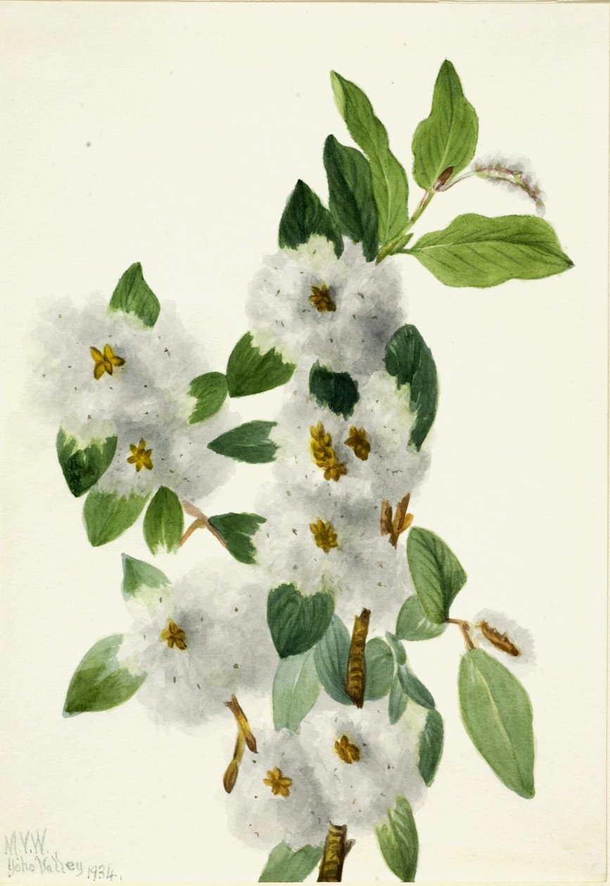 Vrba skalní (Salix vestita) od Mary Vaux Walcott