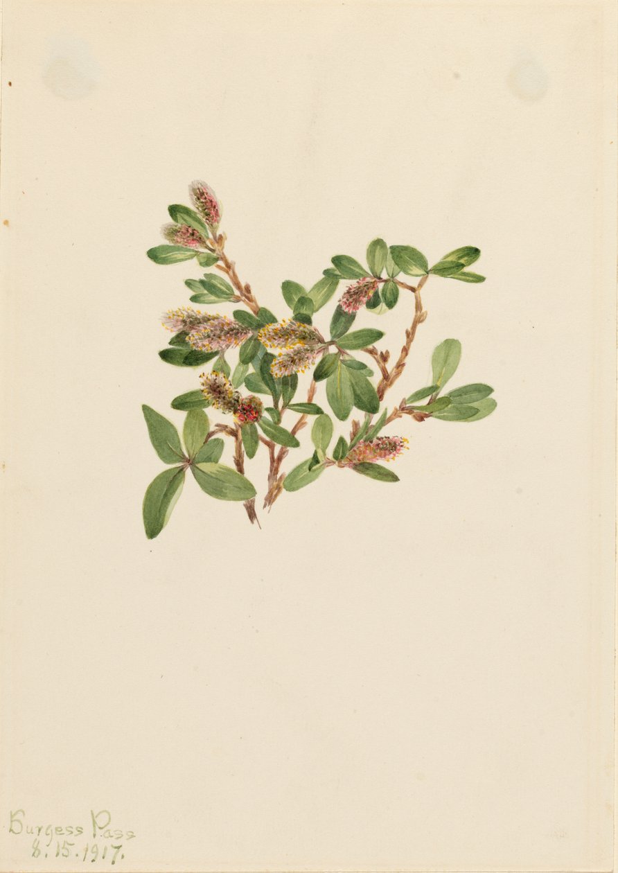 Rock Willow Salix petrophila, 1917. od Mary Vaux Walcott