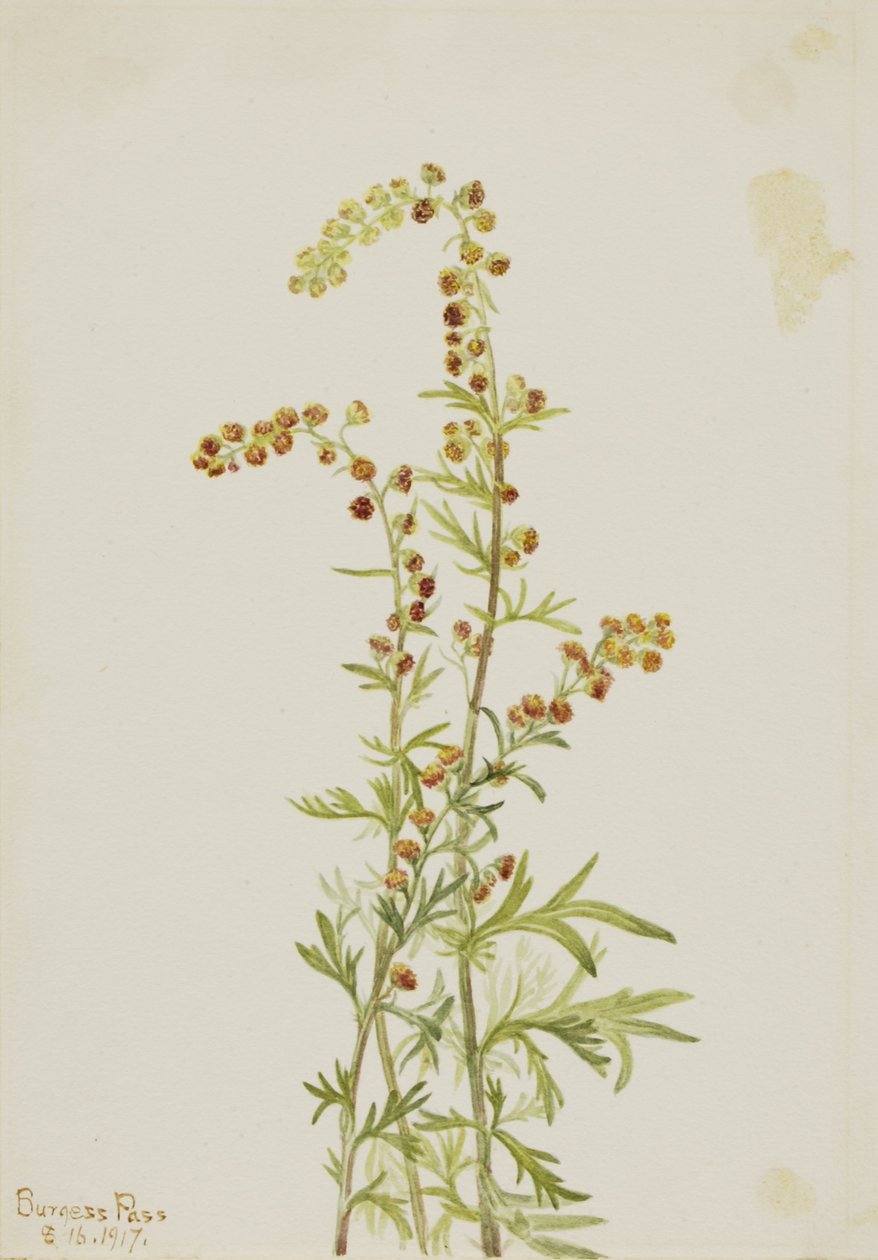 Pelyněk černobýl (Artemisia discolor) od Mary Vaux Walcott