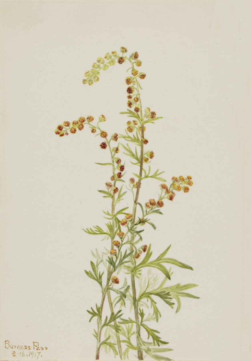 Rock Wormwood Artemisia discolor, 1917. od Mary Vaux Walcott