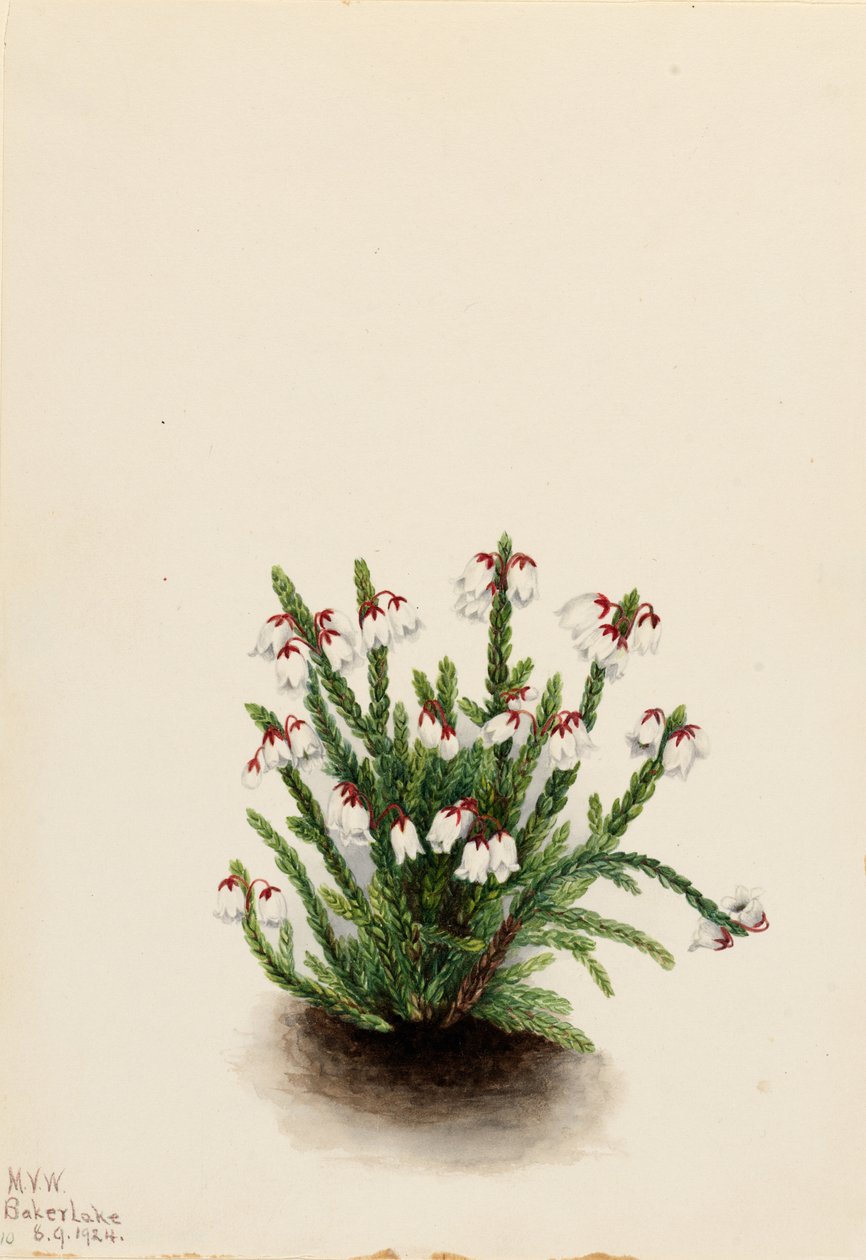 Cassiope skalní (Cassiope mertensiana) od Mary Vaux Walcott