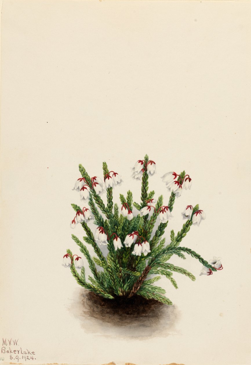 Rocky Mountain Cassiope Cassiope mertensiana, 1924. od Mary Vaux Walcott