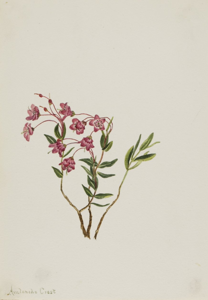 Kalmie skalní (Kalmia microphylla) od Mary Vaux Walcott