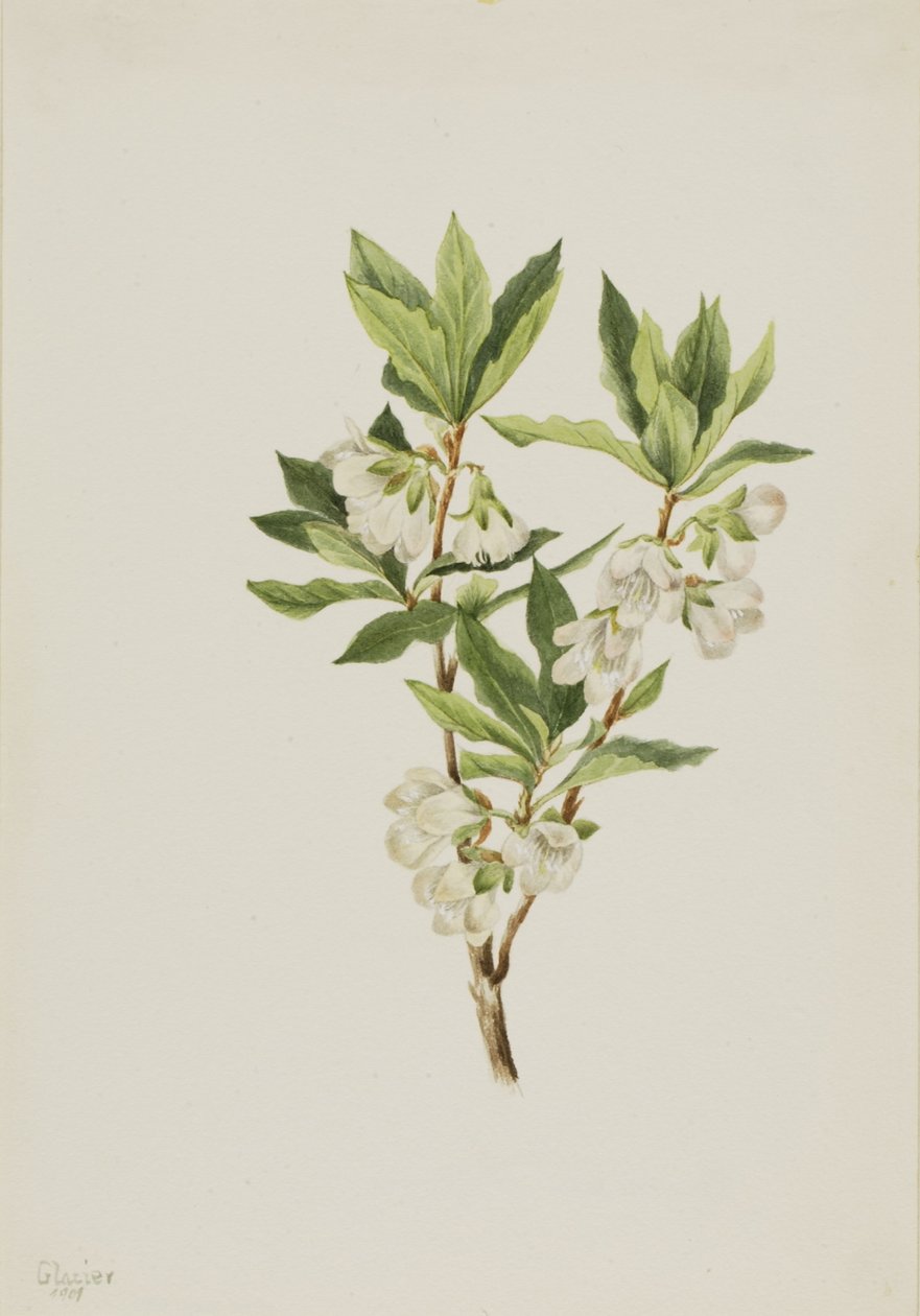 Rododendron skalní (Rhododendron albiflorum) od Mary Vaux Walcott