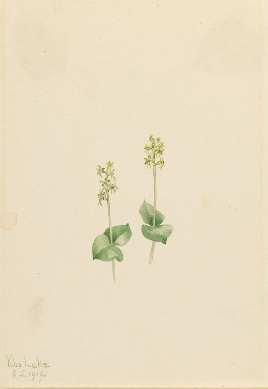 Skalní hora Twayblade (Ophrys necrophylla) od Mary Vaux Walcott