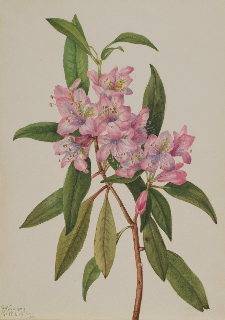 Rose-Bay Rhododendron Rhododendron carolinianum, 1932. od Mary Vaux Walcott