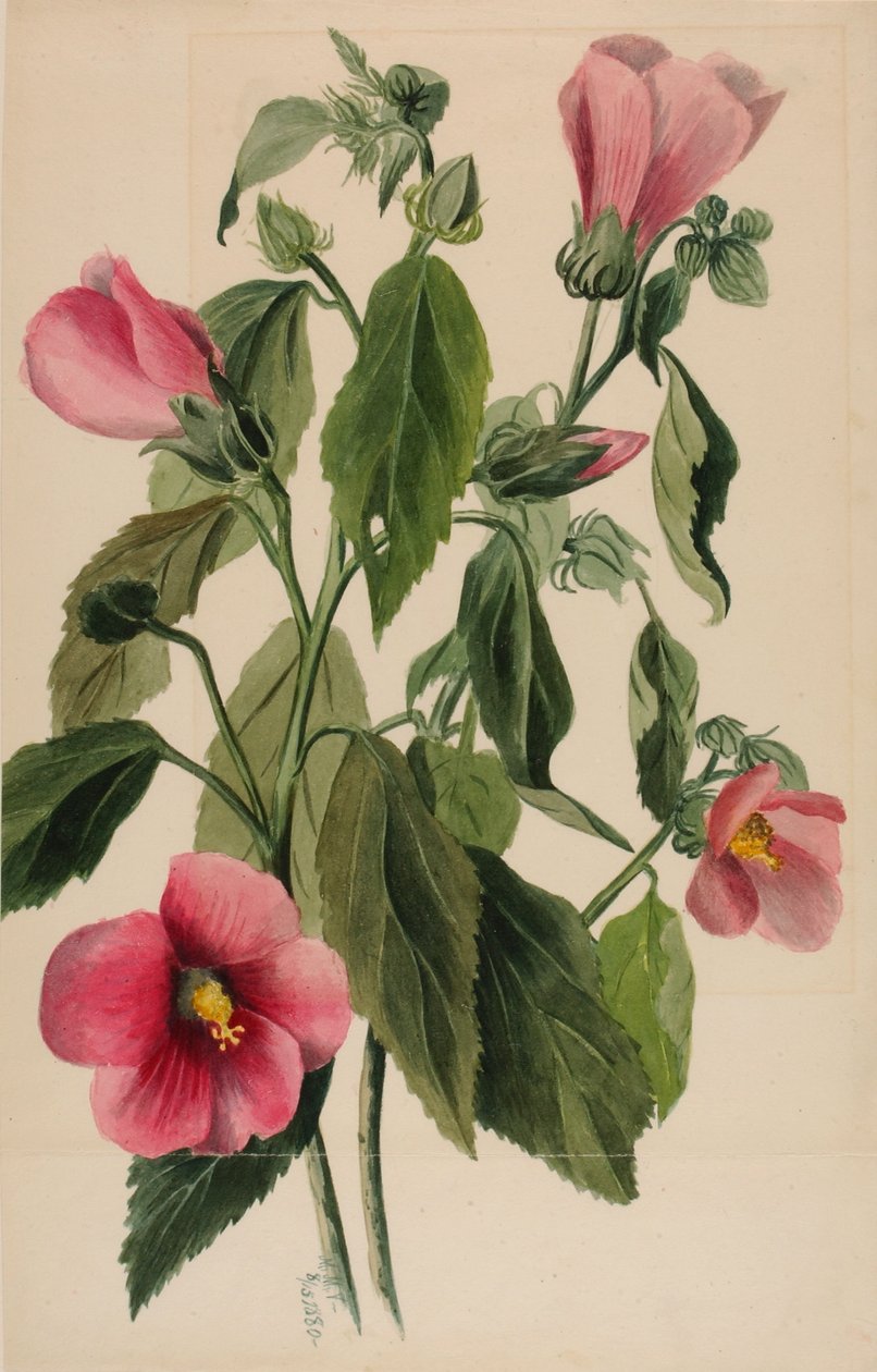 Hořec šikmý (Sabbatia angularis) od Mary Vaux Walcott