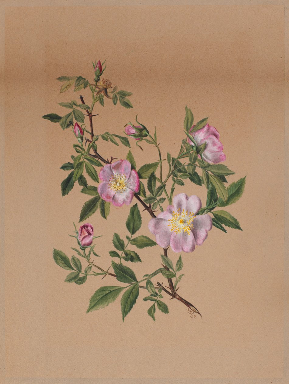 Sléz růžový (Hibiscus moscheutos) od Mary Vaux Walcott