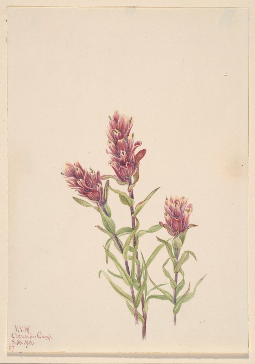 Růžový štětec (Castilleja pallida) od Mary Vaux Walcott