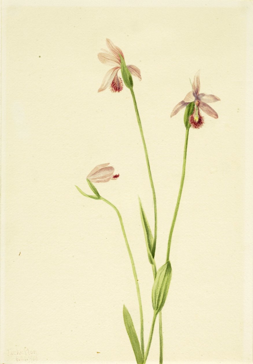 Pogonie růžová (Pogonia ophioglossoides) od Mary Vaux Walcott