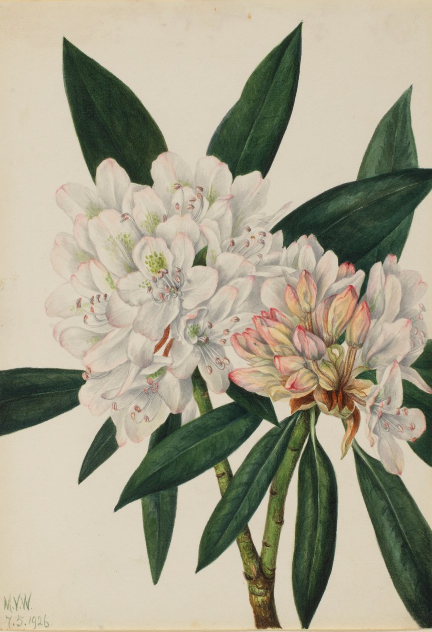 Rododendron růžový (Rhododendron maximum) od Mary Vaux Walcott