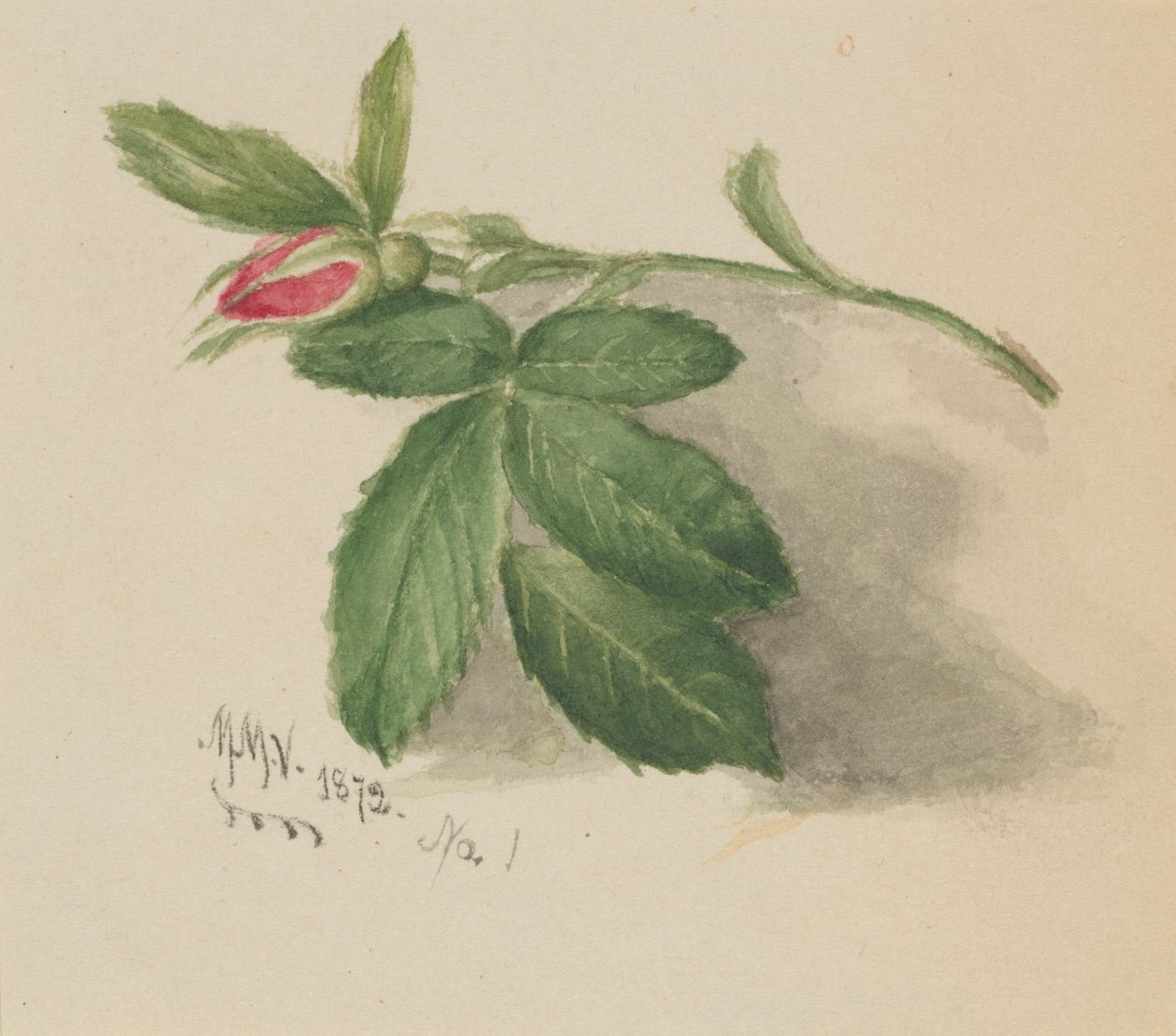 Rosebud od Mary Vaux Walcott