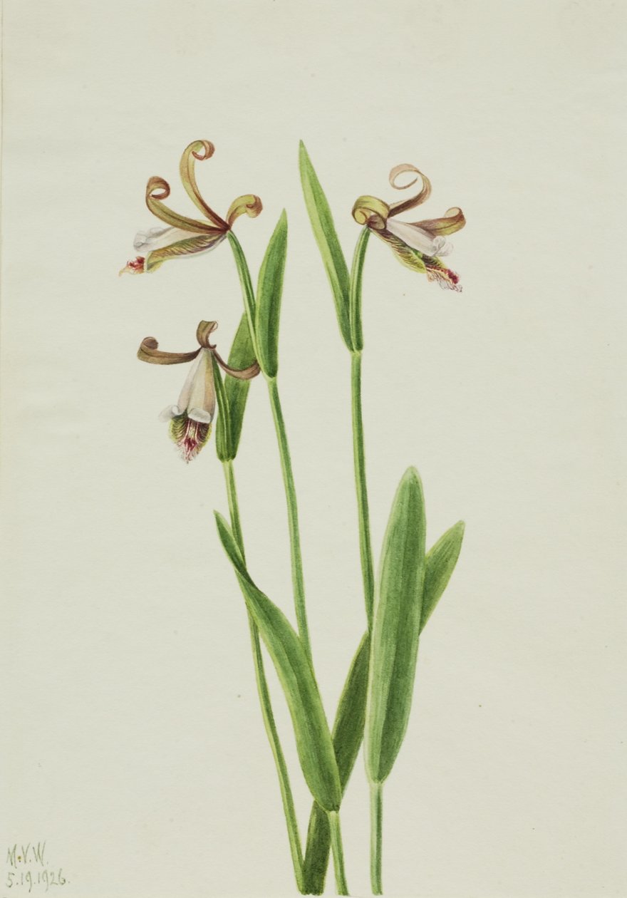 Růžová orchidej (Pogonia divaricata) od Mary Vaux Walcott