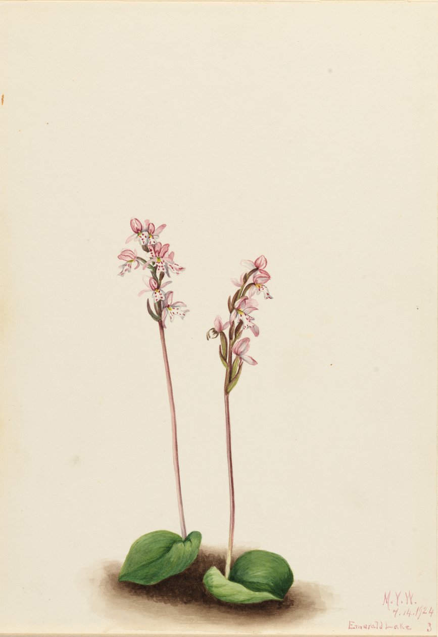 Vstavač okrouhlolistý (Orchis rotundifolia) od Mary Vaux Walcott