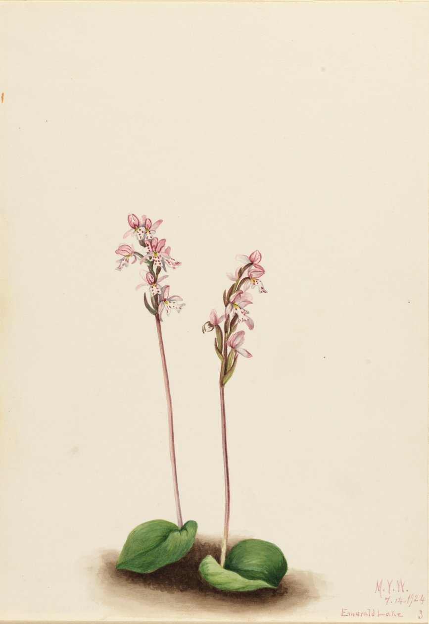 Orchis okrouhlolistý Orchis rotundifolia, 1924. od Mary Vaux Walcott