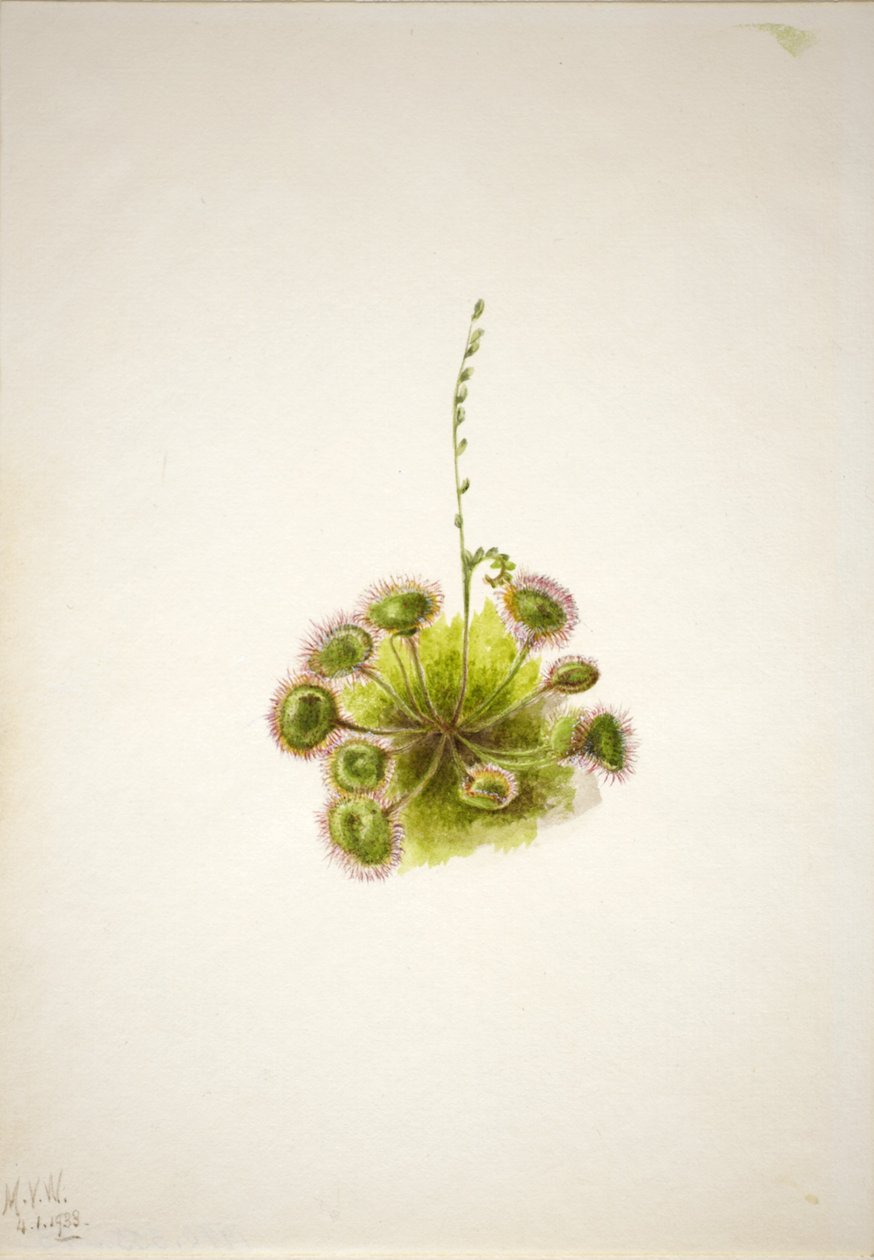 Rosnatka okrouhlolistá (Drosera rotundifolia) od Mary Vaux Walcott