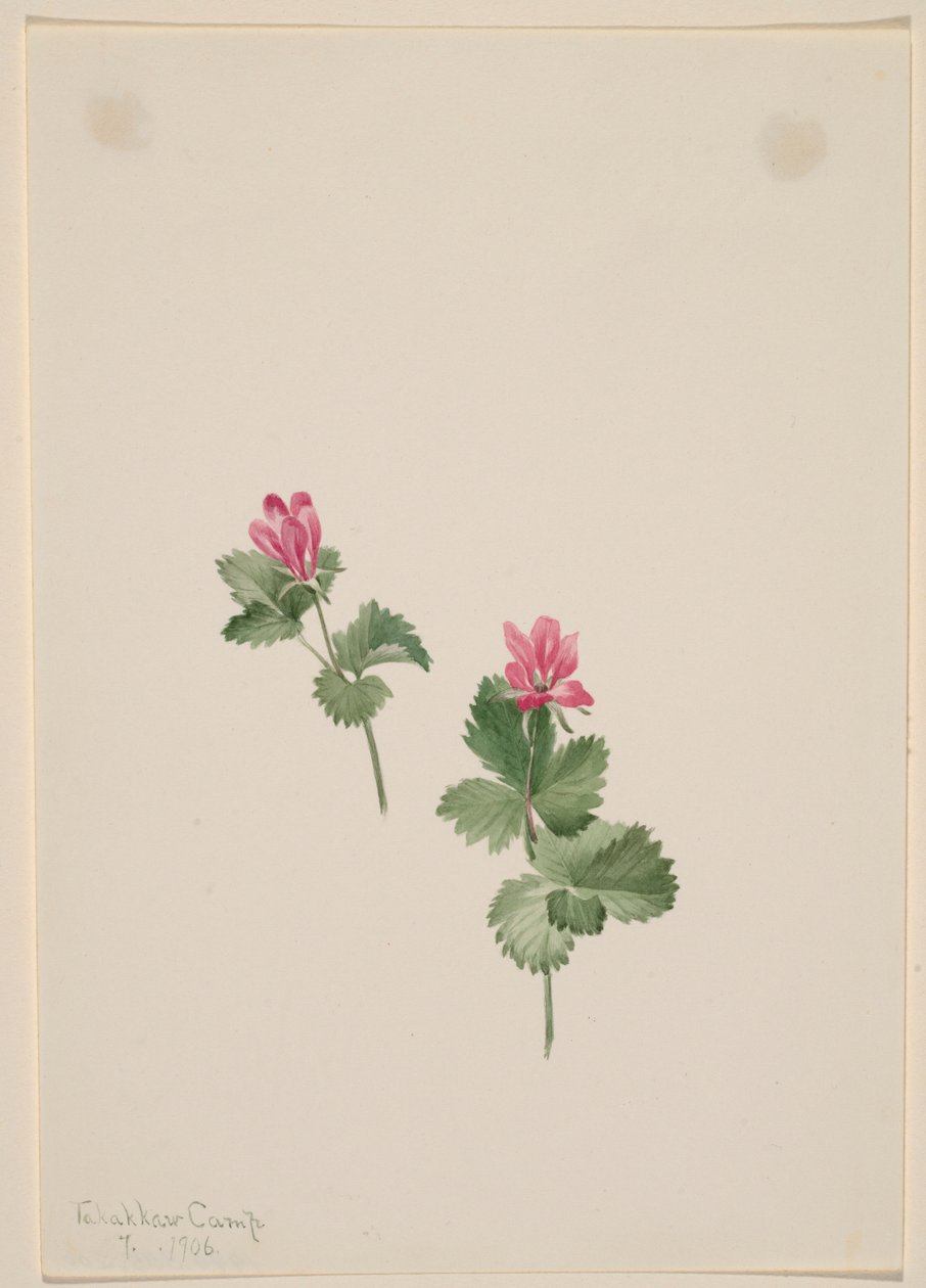 Rubus articus od Mary Vaux Walcott