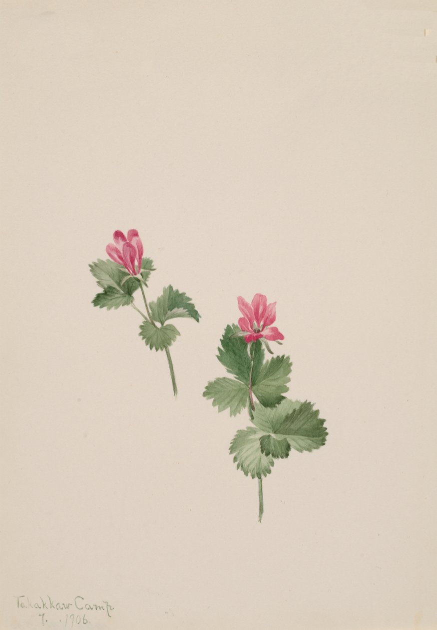 Rubus articus, 1881 od Mary Vaux Walcott