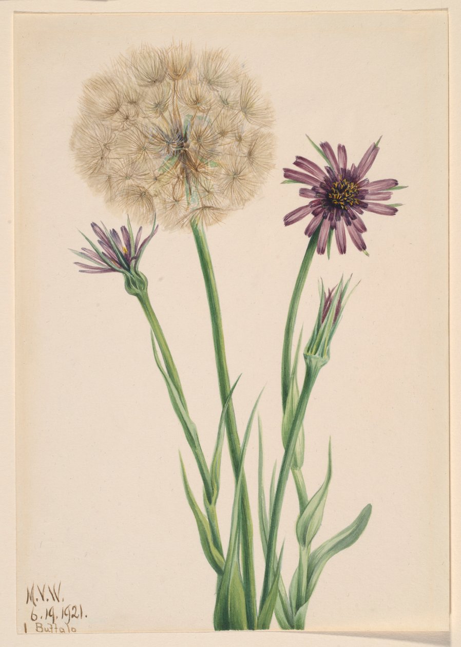 Salsify (Tragopogon porrifolius) od Mary Vaux Walcott