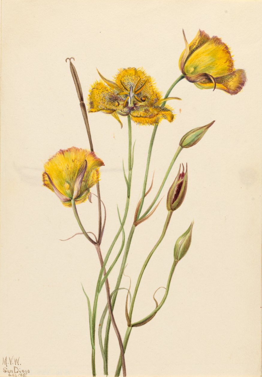 San Diego mariposa (Calochortus weedii) od Mary Vaux Walcott