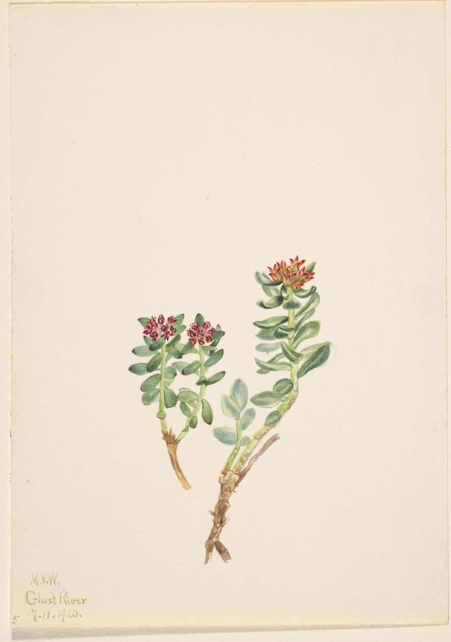 Sanifoiga adscendeus od Mary Vaux Walcott