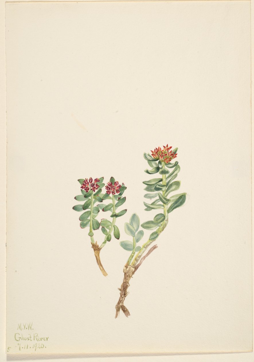 Sanifoiga ascendedus, 1920 od Mary Vaux Walcott