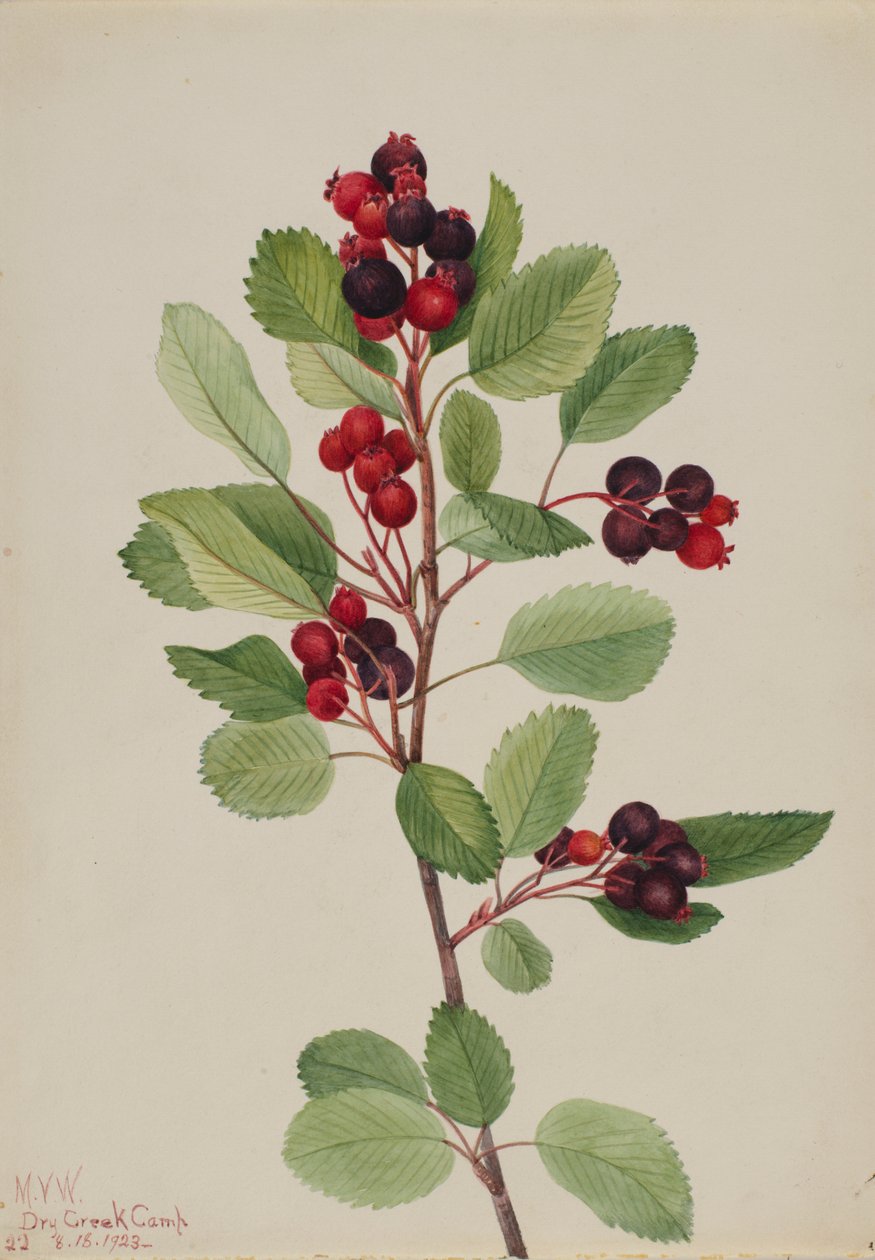 Saskatoon (Amelanchier alnifolia) od Mary Vaux Walcott